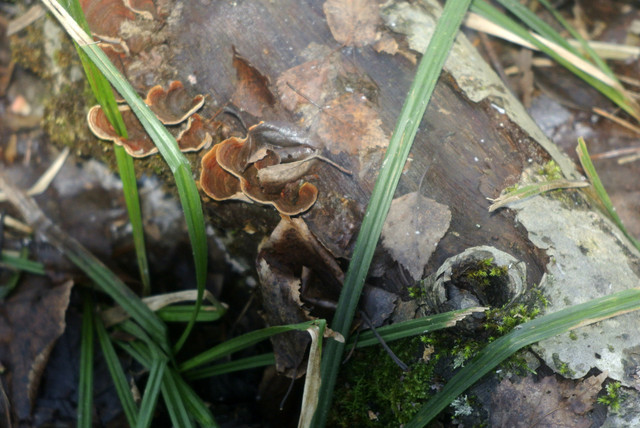 DSC8426.jpg