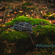 20231011-Alpine-Pixels-75
