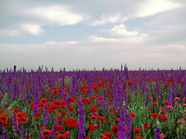 spring-078