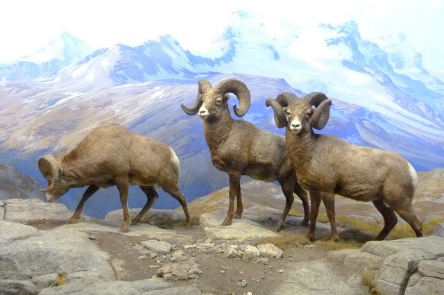 Bighorn Sheep.jpg