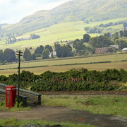Lineside plants 5