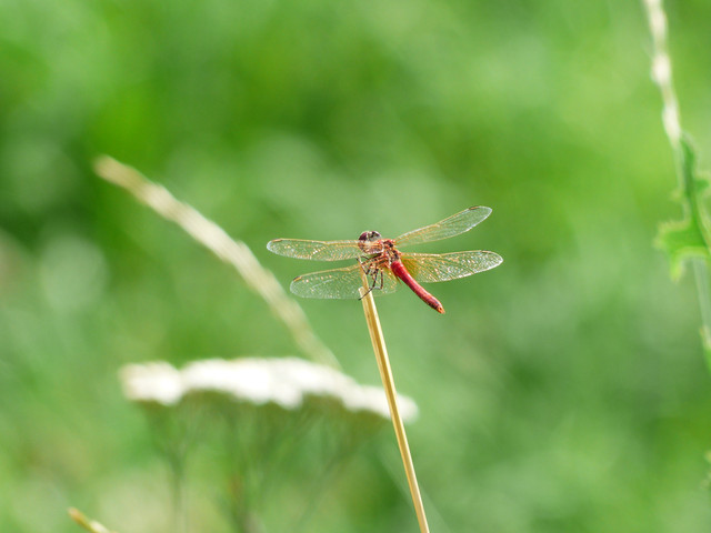NATURE-1