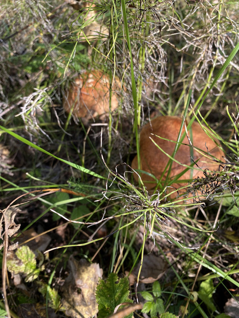 IMG-0812
