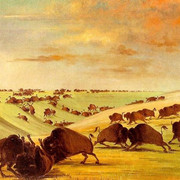 George-Catlin-Bizons