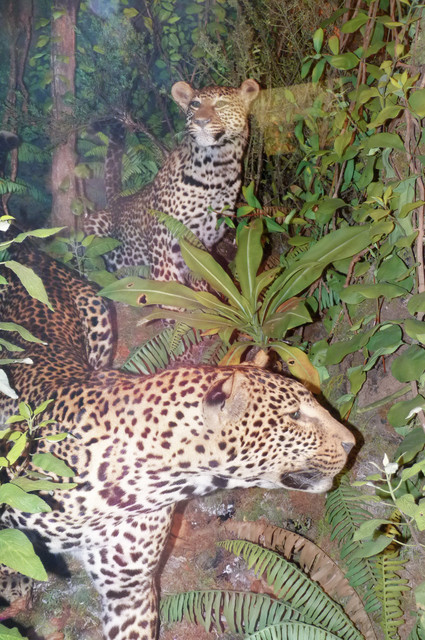 Leopard.jpg