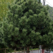 DSC7052