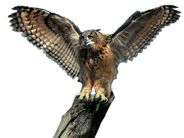 owl.png