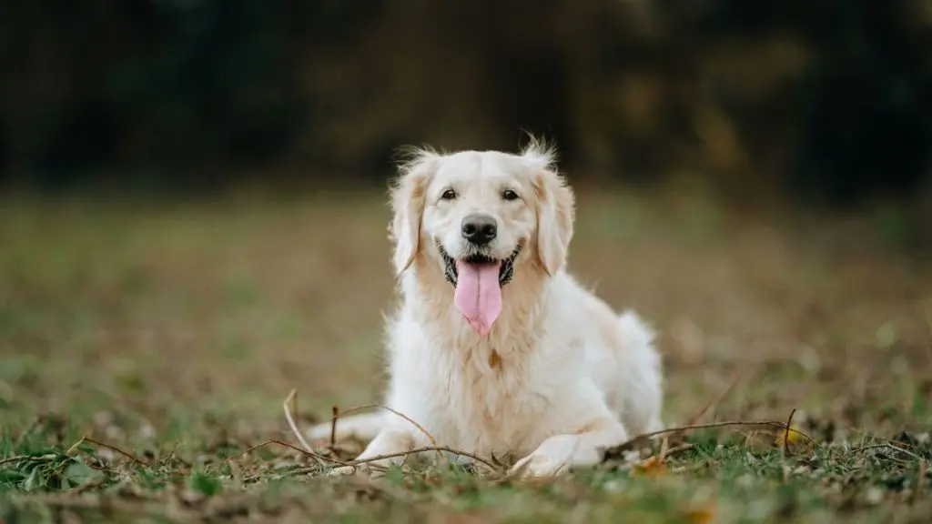 Golden Retriever’s Nose Leads to Life‑Saving Rescue in Brisbane