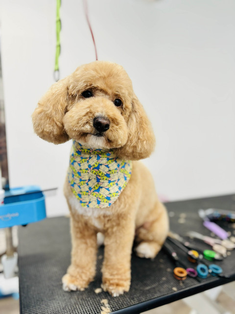 Archie Pet Care Spa Gallery