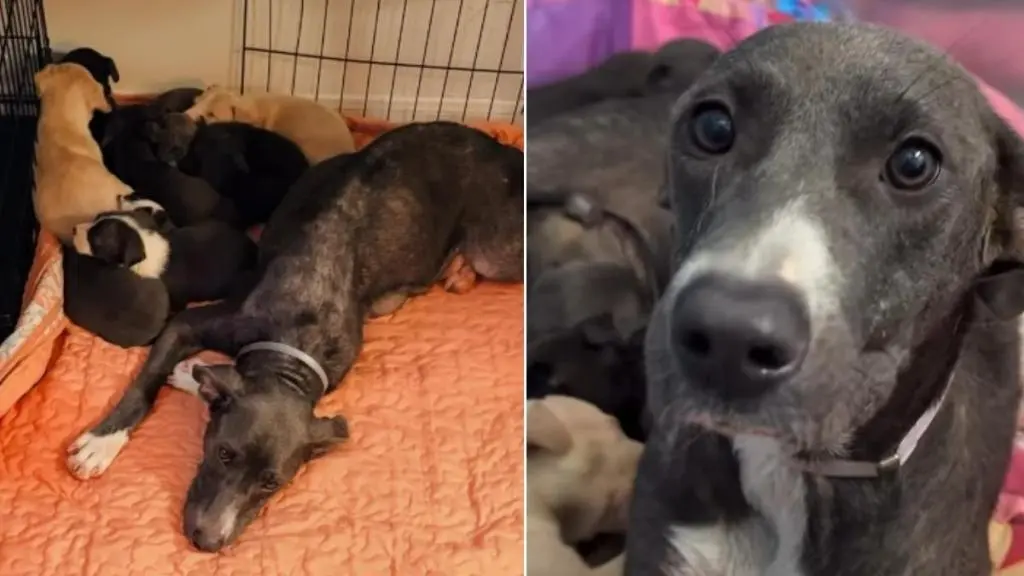 Mama Rescue Dog Finds Peace with Babies in Foster Care