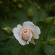 DSC03965 копия