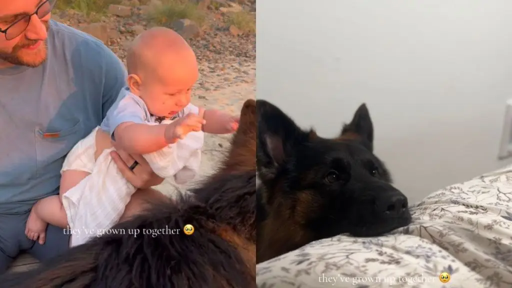 A Boy and His Guardian: A German Shepherd’s Watchful Bond