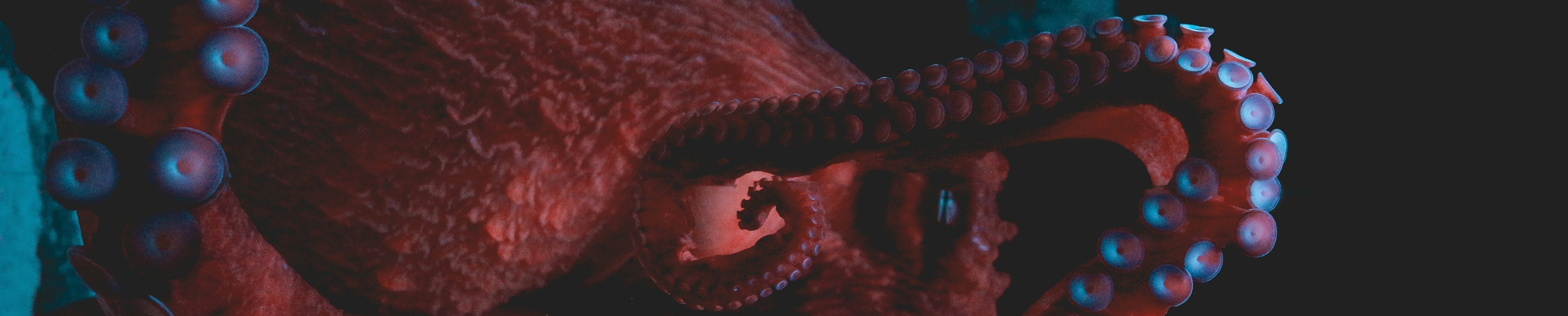 Photo of an octopus by Sigmund on Unsplash