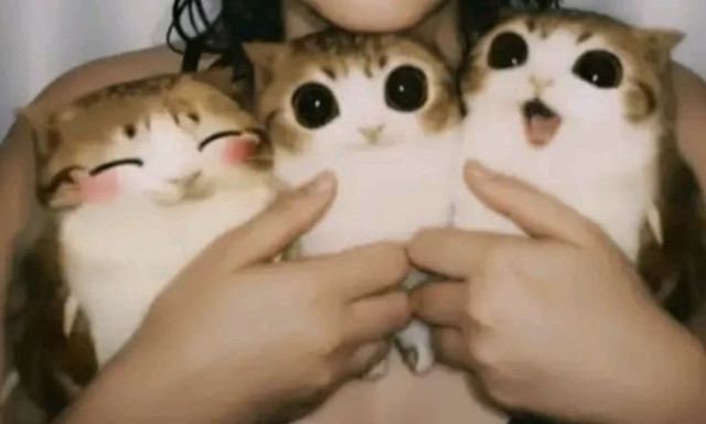meme ʚɞ