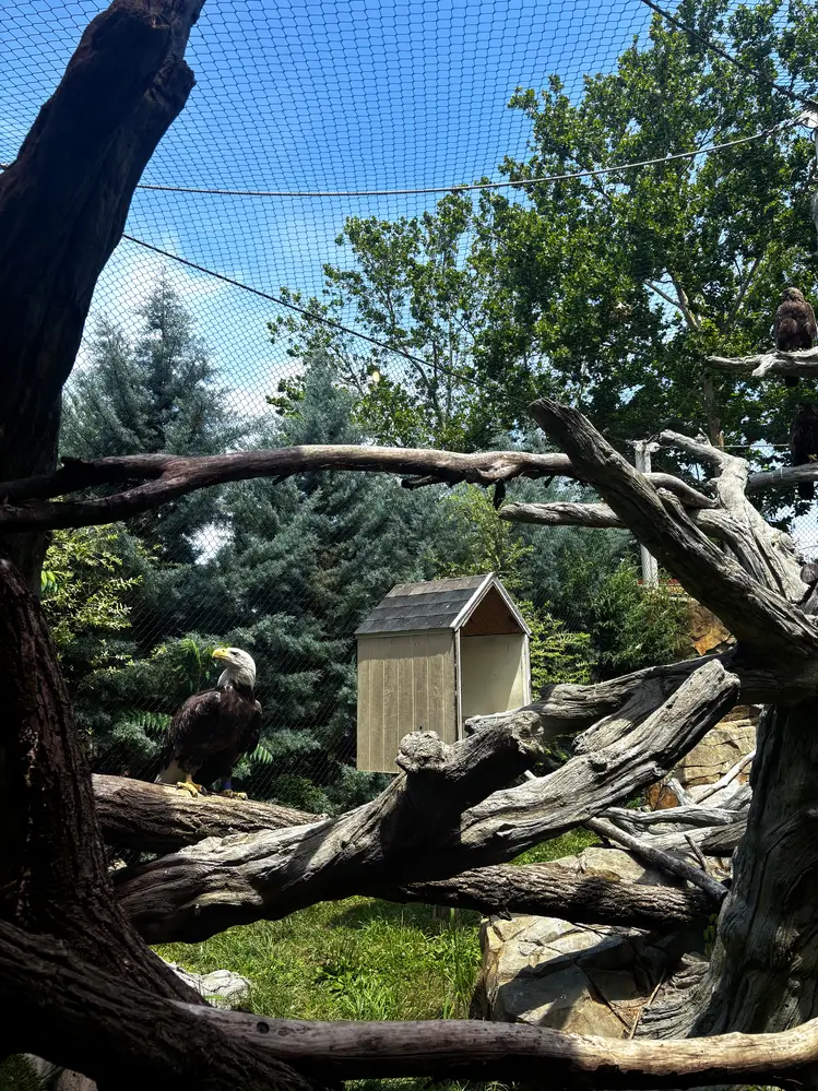 Eagle Corner