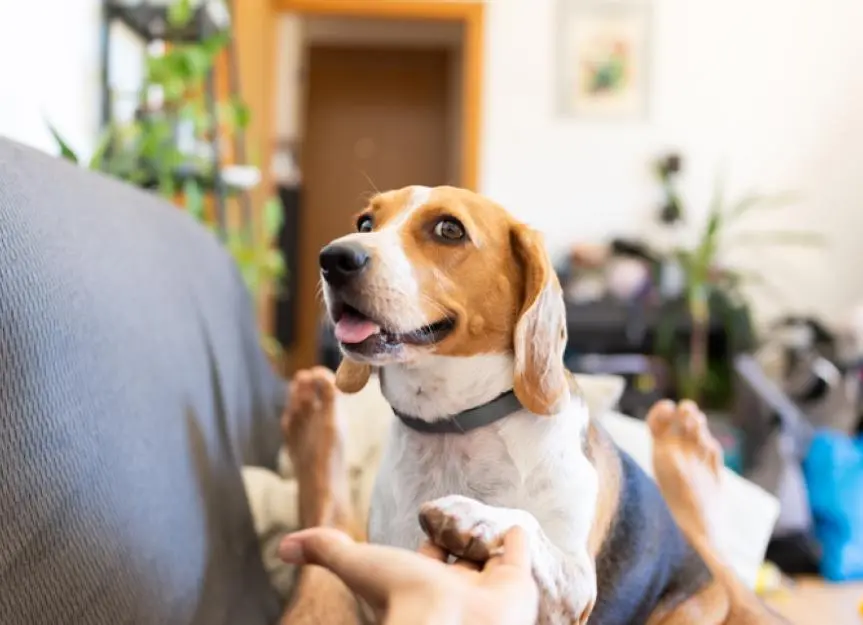 Dogs Sensing Panic Attacks in Humans