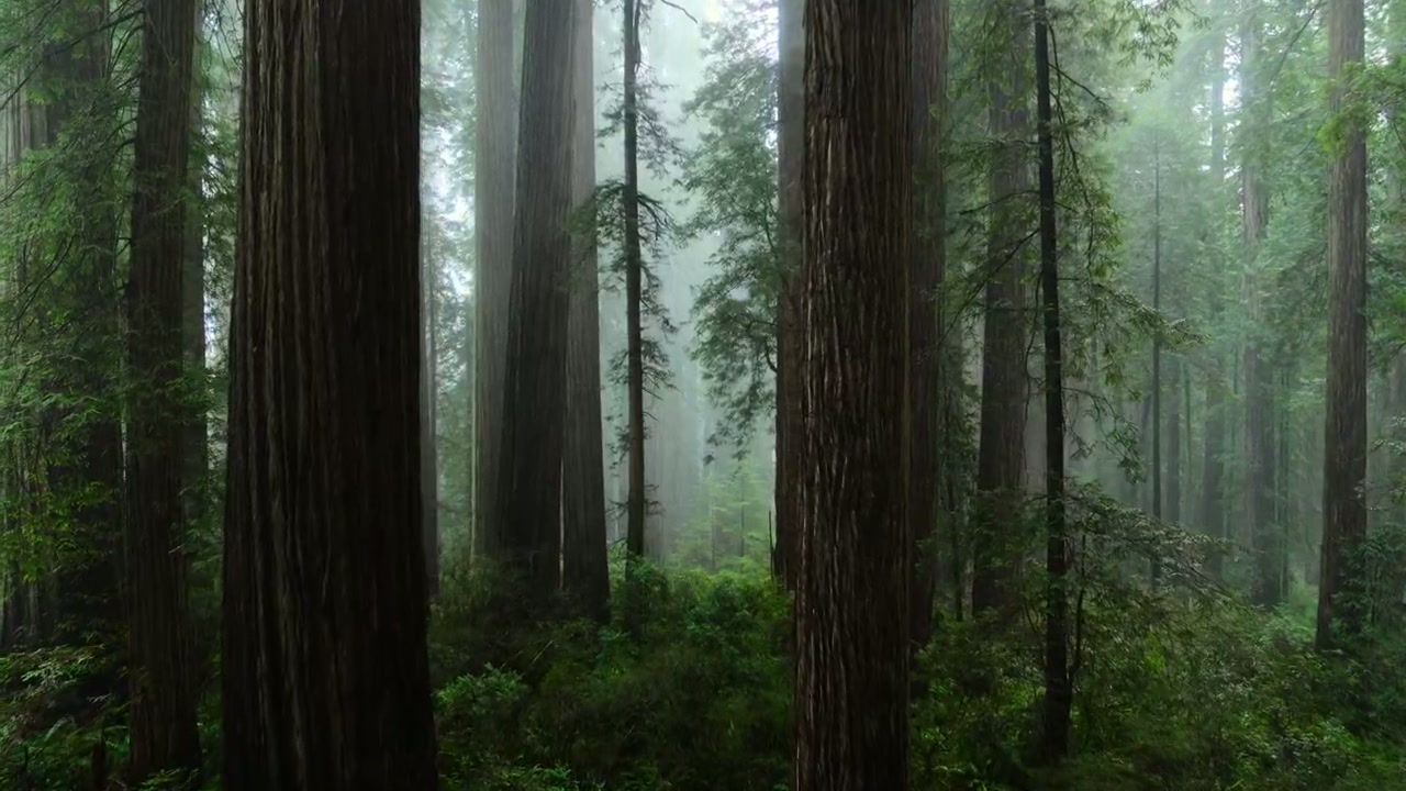 David Attenborough: A Life on Our Planet Screenshot