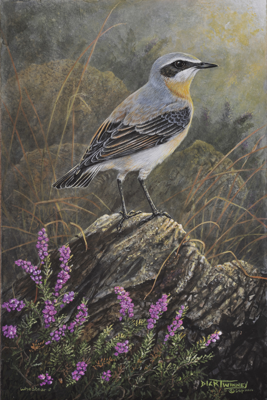 Wheatear Web.jpg