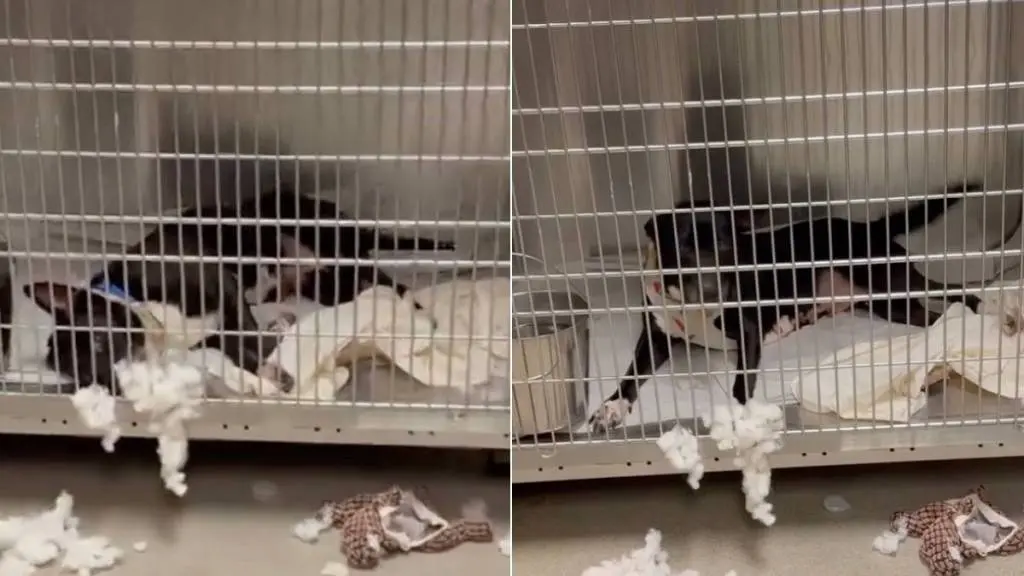 Shelter Dog's Heartbreaking Reality Exposed