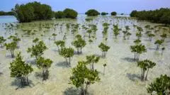Mangrove Forests Show Signs of Recovery After Decades of Destruction