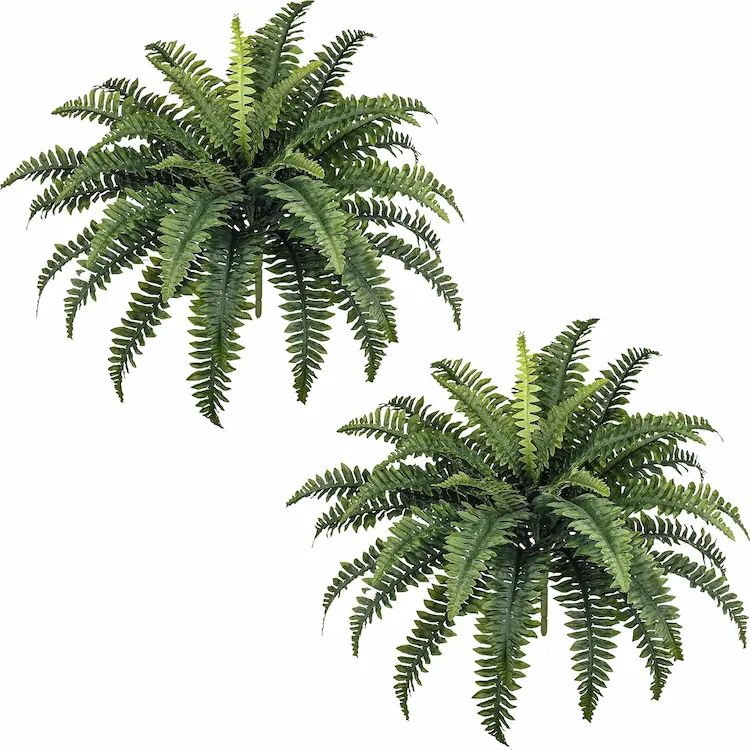 Lush Boston Ferns for Elegant Indoor and Outdoor Greenery Styling