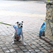 IMG-1921