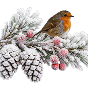 winter hustysnih transparent