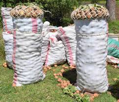 Potatoes