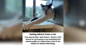Shelter Cats Offer Comical Dating Tips While Awaiting Adoption