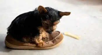 A Guide to Preparing for Your New Airedale Terrier Puppy