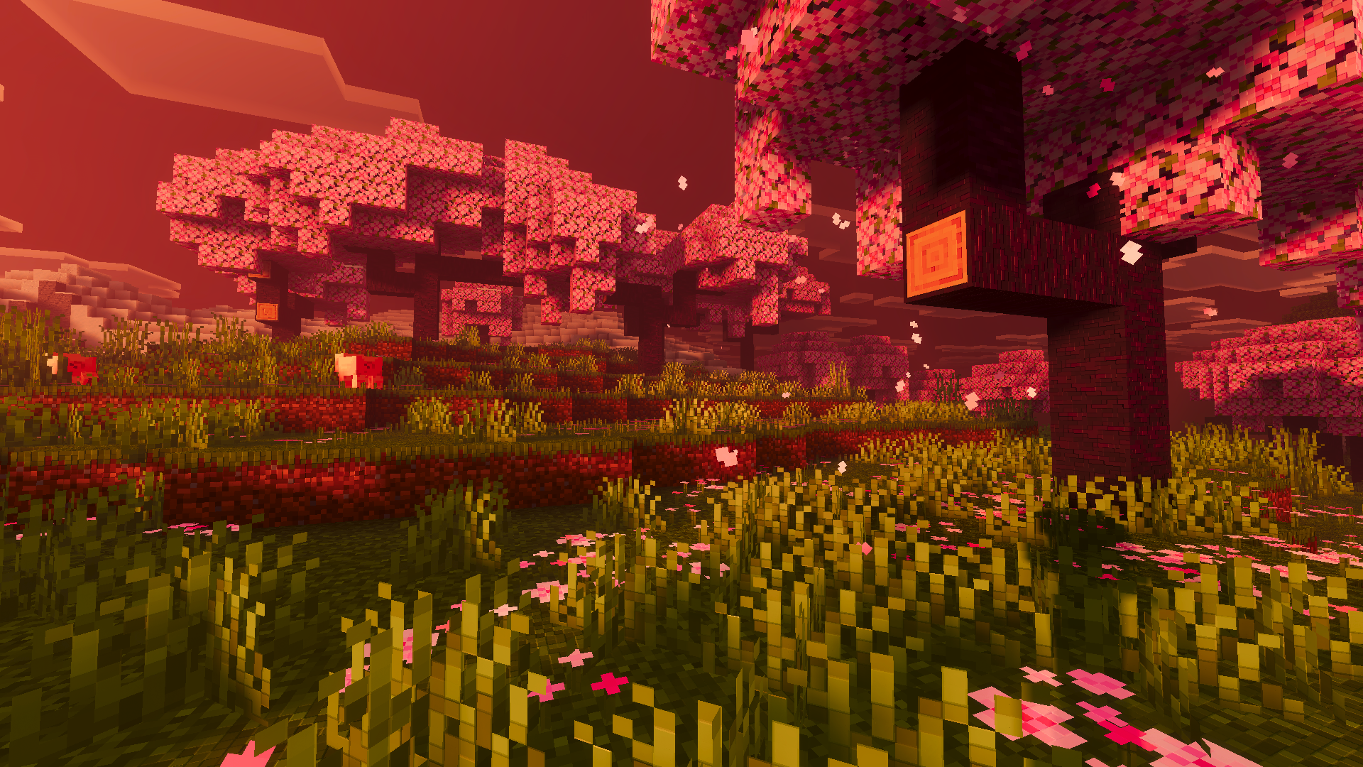 Cherry Trees with Lantern
