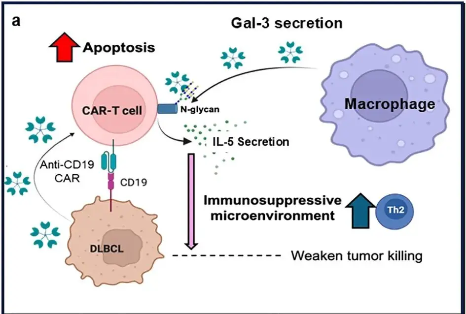 CAR-T Cells Coated with Sugar Survive Longer, Shrink Lymphoma Tumors