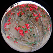 DSCF8956