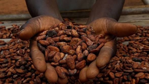 Illustration - Cacao ivoirien : le kilo reste à 1 200 FCFA, la Côte d'Ivoire refuse de plier devant les cours mondiaux