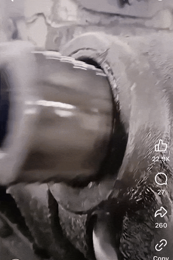 IMG-4245.gif