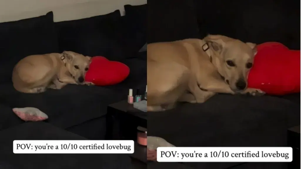 Rescue Dog's Transformation Wins Hearts