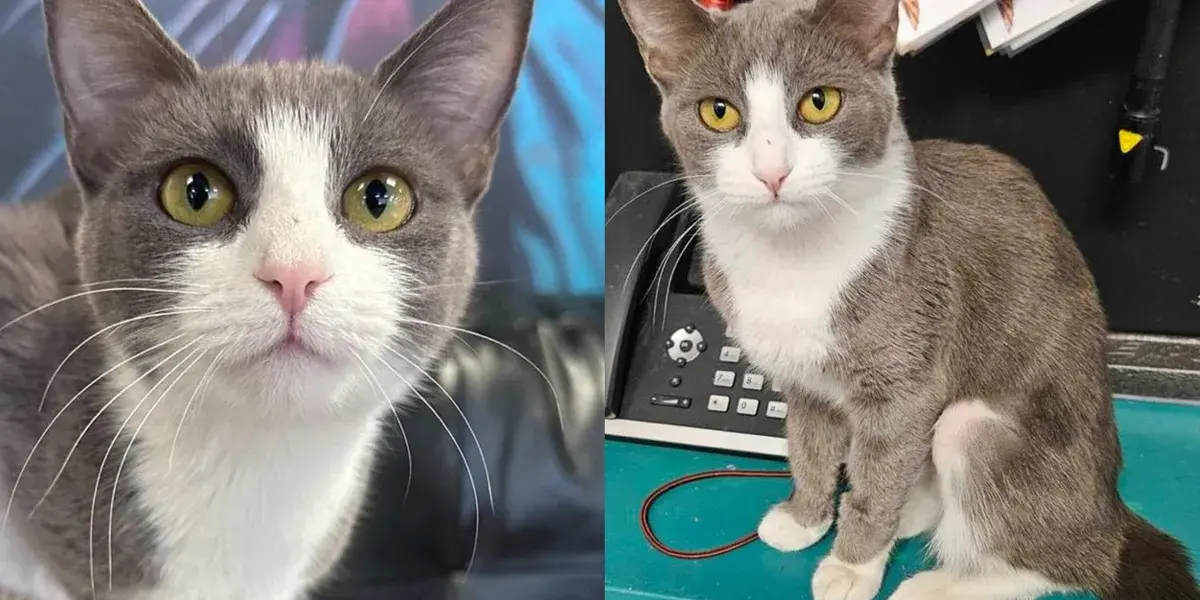 Tiny Cat with a Big Voice Finds Forever Home