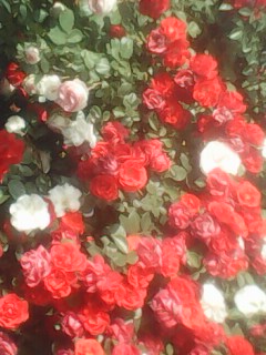IMG0325A.jpg