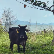 Pantai Tanjung Resang1