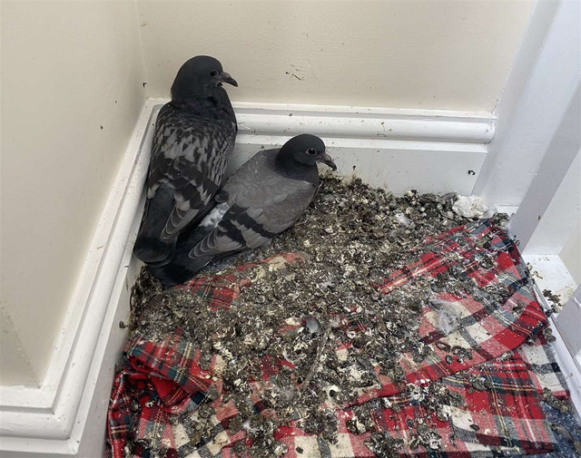 pigeon