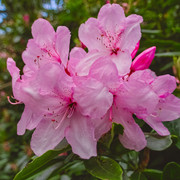 IMGP3464