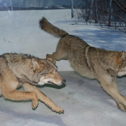 Gray Wolf