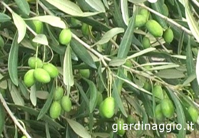 Coratina olive tree