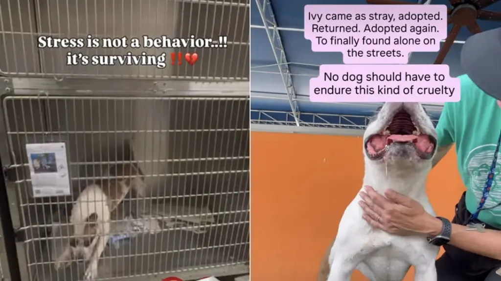 Senior Dog's Repeated Abandonment Sparks Concern