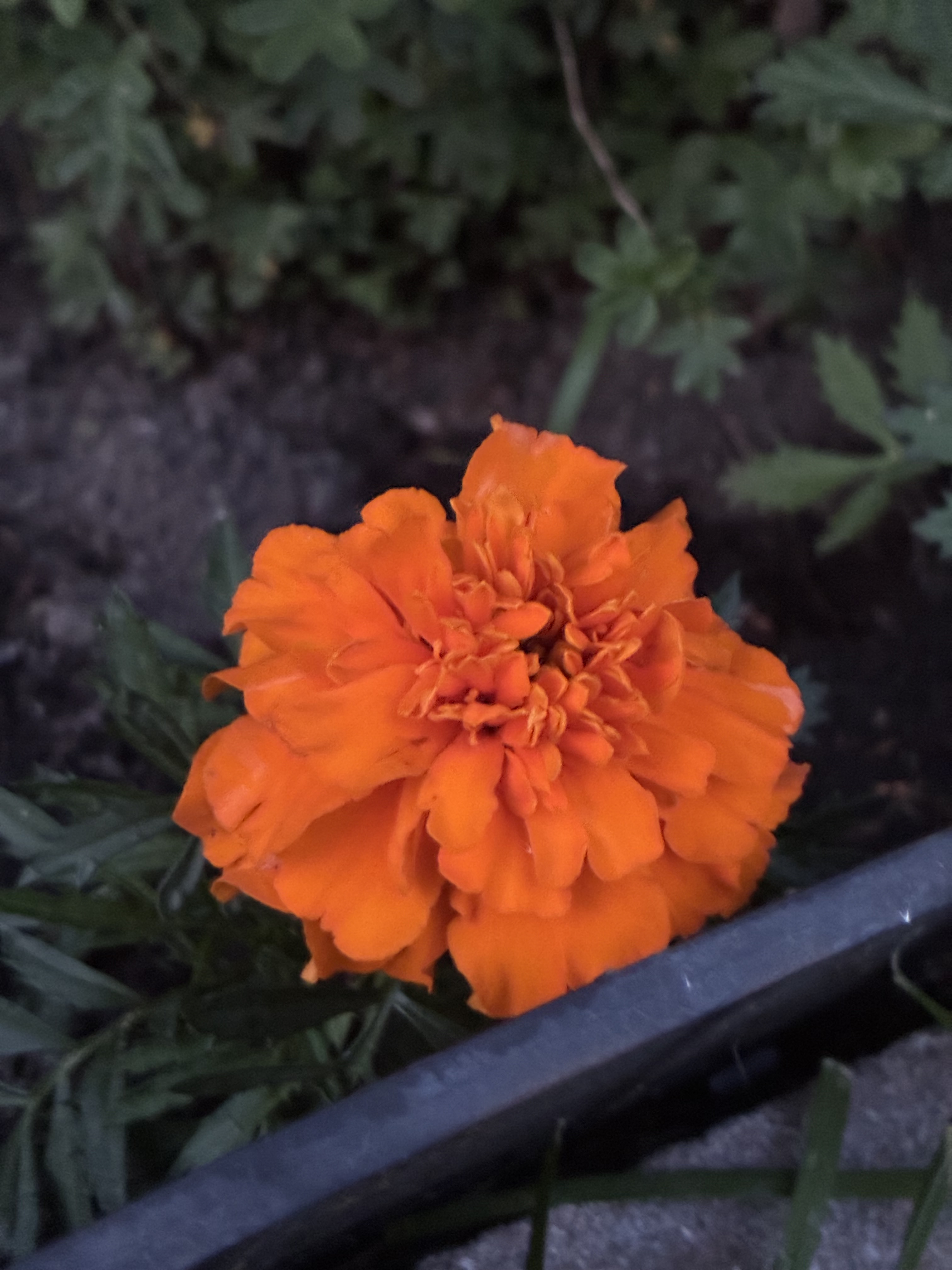 Planting work