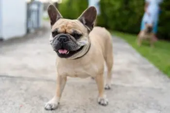 Simple Grooming Adjustments Can Transform Your French Bulldog’s Coat Health