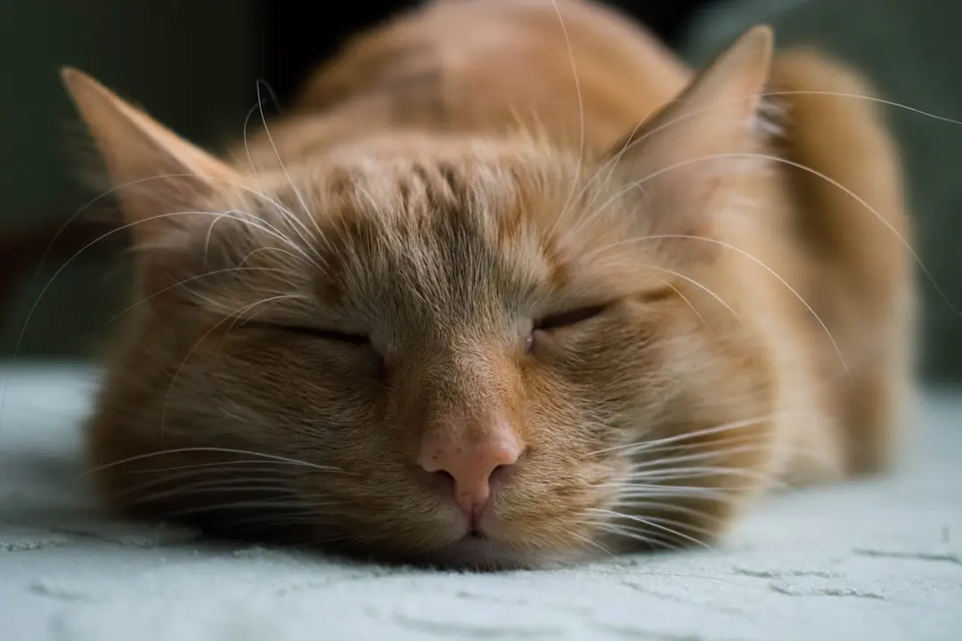 Abused Ginger Cat Rescued from Backpack