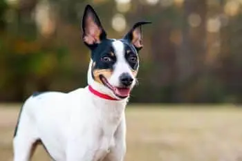 American-Born Dog Breeds: A National Legacy