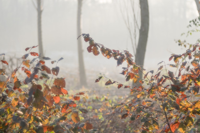 01-autunno
