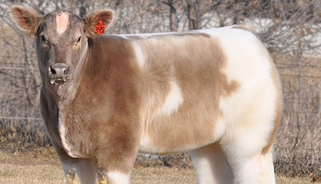 mooo